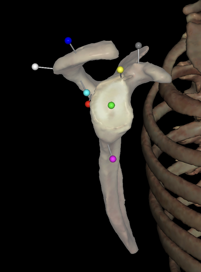 <p>What is the pink tag on the<strong> right </strong>scapula?</p>