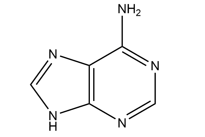 <p>Adenine</p>