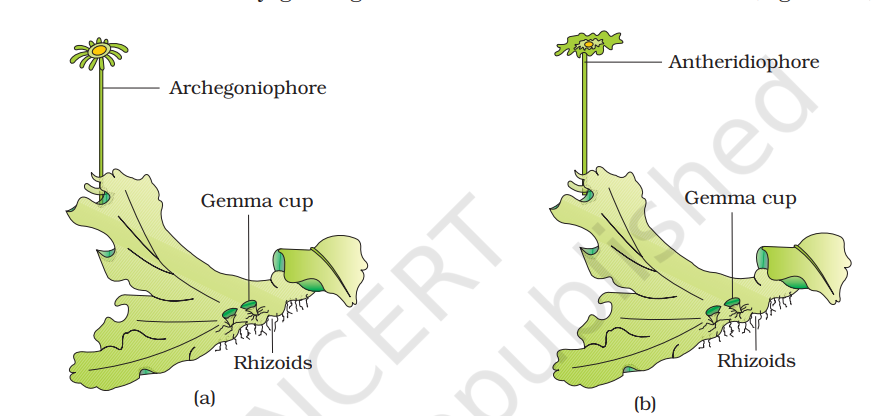 <p>c. Some Liverworts </p>