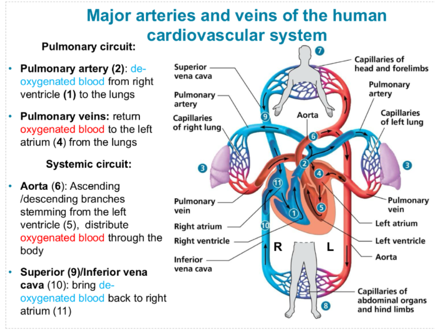 <p>the superior and inferior vena cava bring</p>