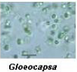 <p>Gloeocapsa (Cyanobacteria):</p>