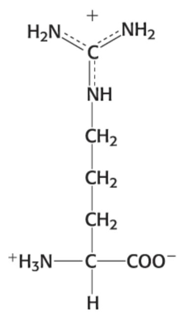 <p>Positively charged (Basic) </p><p>Side chain: 3 N atoms</p><p>Hydrophilic</p><p>Arg</p><p>R</p>