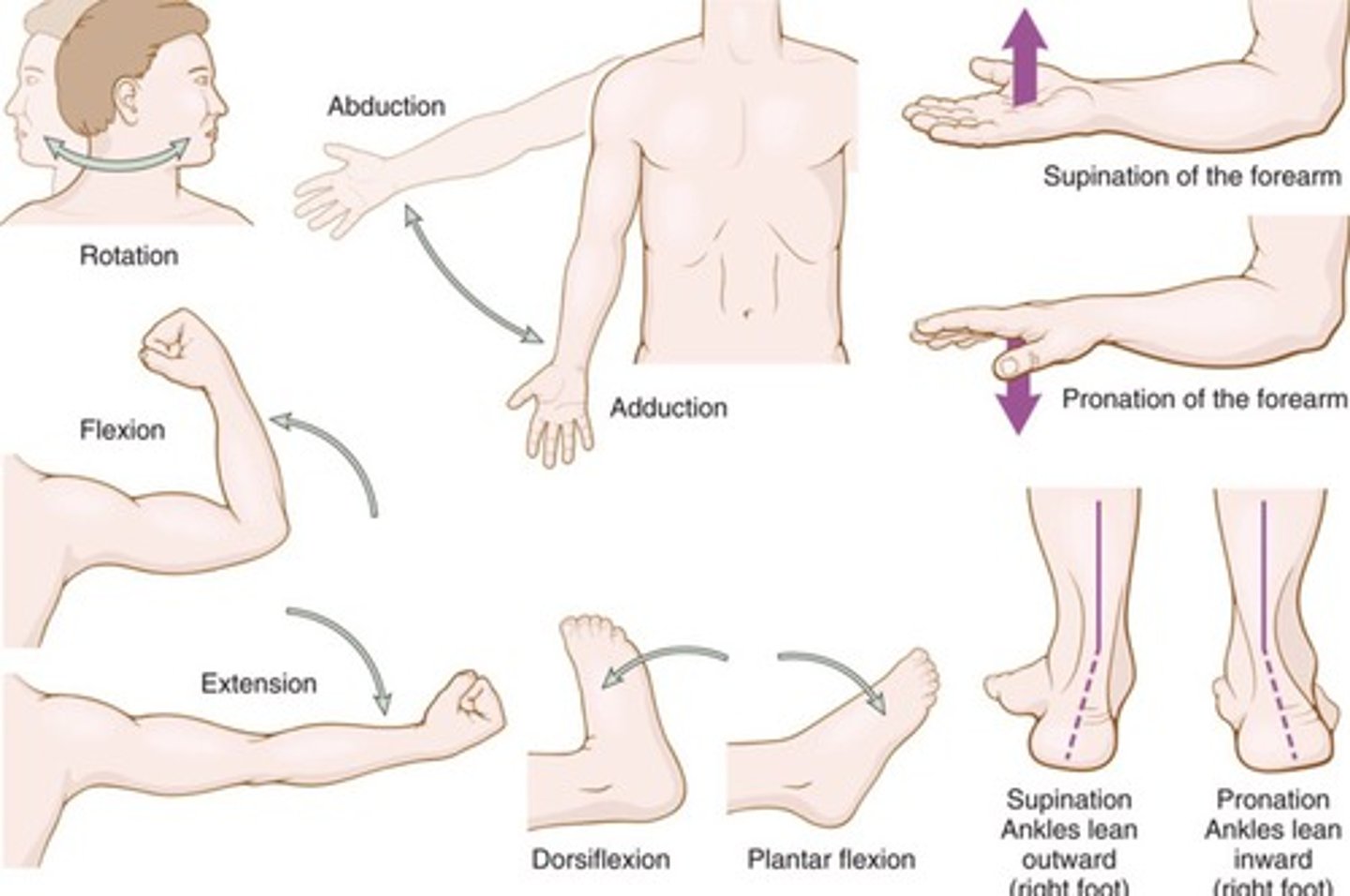 <p>Decreasing the angle between two bones</p>