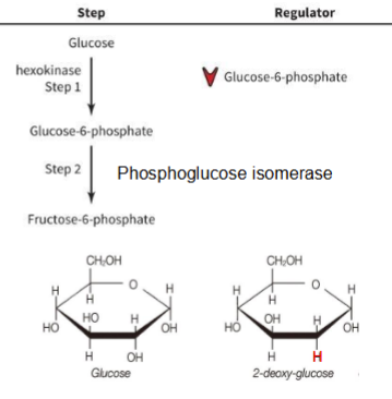 <p>Hexokinase is inhibited by its product (classic feedback inhibition)</p><ul><li><p>2-deoxyglucose (2-DG) can be phosphorylated by HK to make 2-DG-phosphate (2-DGp), but 2-DGp cannot be converted by phosphoglucose isomerase, making it a competitive inhibitor</p></li><li><p>Excess 2-DG starves cells by blocking more glucose from being phosphorylated</p></li></ul><p></p>