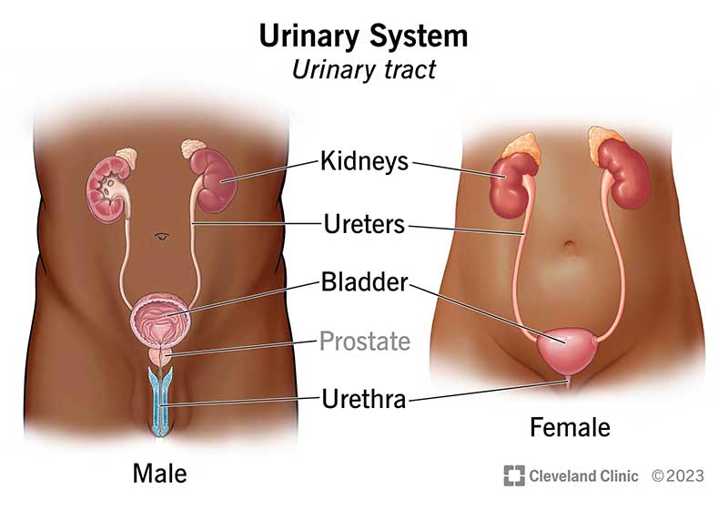 <p><span>Filtration of blood and eliminating unnecessary compounds and waste by producing and excreting urine.</span></p><p>Kidneys, bladder, ureters, and urethra</p>