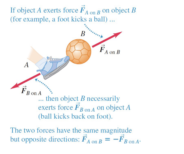 <p>The two forces have the same magnitude but opposite directions </p>