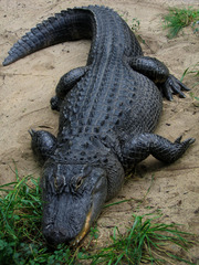 <p>A big green reptile with sharp teeth that lives in the swamp is an _____.</p>