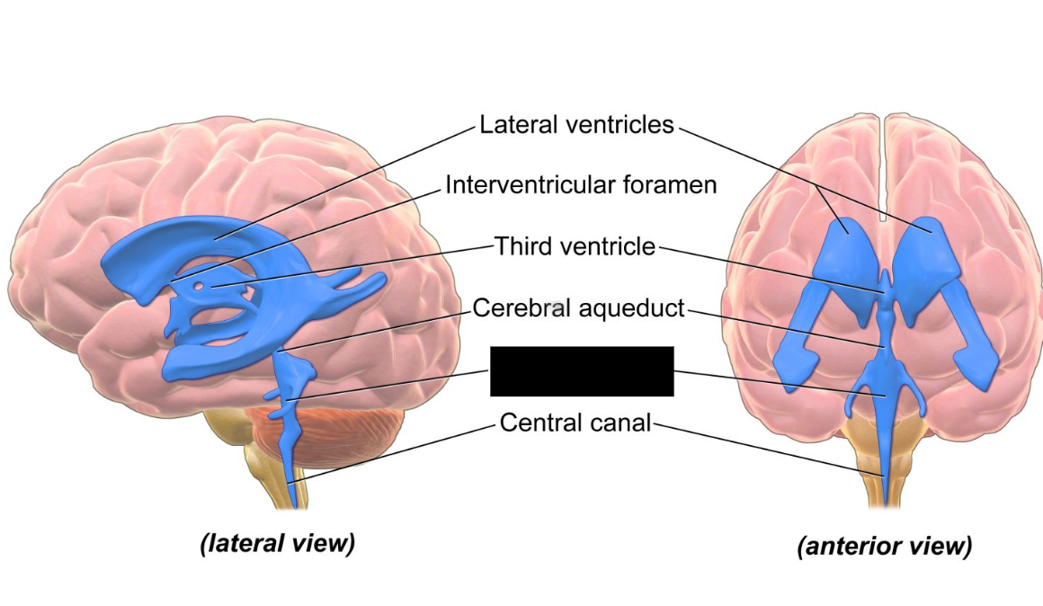<p>a diamond-shaped cavity in the brainstem<span>. It is a crucial part of the ventricular system that stores and circulates cerebrospinal fluid (CSF). It delivers CSF to the brain's surface and the spinal cord, and protects the brain from injury by acting as a cushion</span></p>