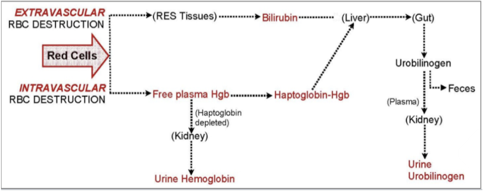 <ul><li><p><span style="background-color: transparent;">Useful for detecting hemolytic anemia</span></p></li><li><p><span style="background-color: transparent;">Both normal and increased red cell removal occurs mainly in tissues (<strong>extravascular RBC destruction</strong>)</span></p></li><li><p><span style="background-color: transparent;"><strong>Intravascular destruction</strong> occurs in the blood with release of free Hgb - haptoglobin bind free plasma Hgb</span></p></li></ul><p><span style="background-color: transparent;"><strong><u>Lab results associated with RBC destruction</u></strong></span></p><ul><li><p><span style="background-color: transparent;">Increased serum bilirubin (unconjugated)</span></p></li><li><p><span style="background-color: transparent;">Urinalysis</span></p></li></ul><ul><li><p><span style="background-color: transparent;">Increased urine urobilinogen</span></p></li><li><p><span style="background-color: transparent;">Hemoglobinuria detected</span></p></li></ul><ul><li><p><span style="background-color: transparent;">Decreased haptoglobin: it’s job is to bind free plasma Hgb, but it can very quickly all become consumed</span></p></li><li><p><span style="background-color: transparent;">Increased lactate dehydrogenase (LD) level</span></p></li></ul><ul><li><p><span style="background-color: transparent;">Released when red cells rupture</span></p></li></ul><p></p>