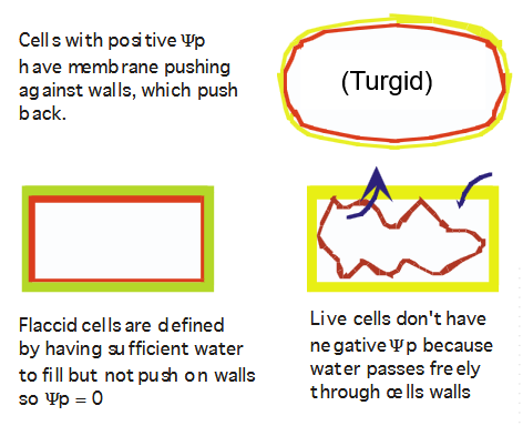 <p>Can animals have turgid cells?</p>