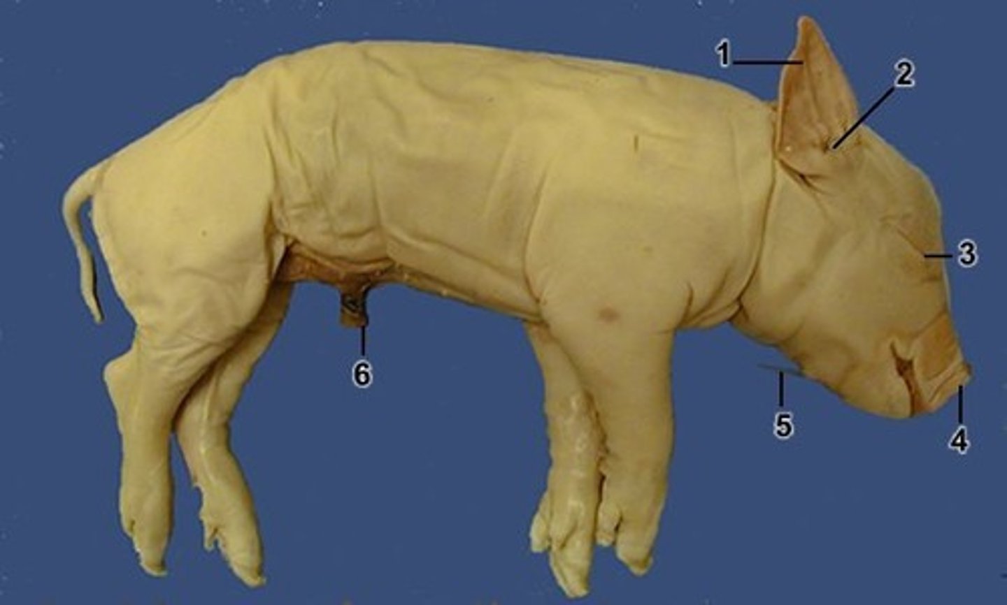 <p>2 = ?</p>