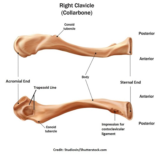 <ul><li><p><strong>Sternal end</strong>: Medial ice-cream-cone-shaped end that<strong> attaches to the manubrium</strong></p></li><li><p><strong>Acromial end: </strong>Flattened lateral end that <strong>articulates with the scapula</strong></p></li><li><p><strong>Trapezoid line: </strong>Line on the inferior clavicle that serves as a <strong>ligament attachment site</strong></p></li><li><p><strong>Conoid tubercle:</strong> Projection on the clavicle that serves as a <strong>ligament attachment site</strong></p></li></ul><p></p>