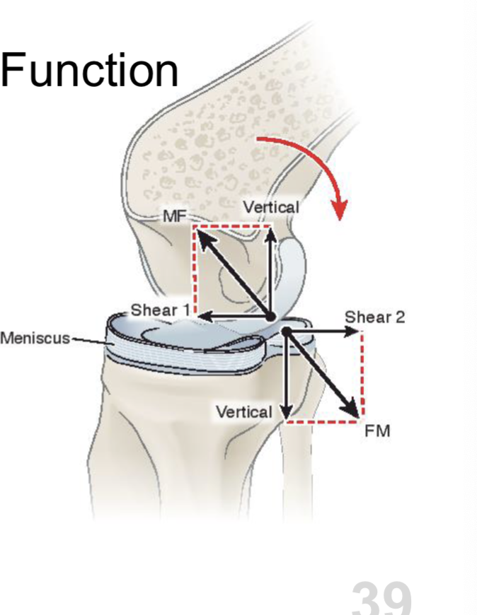 <p><span>Role of the <strong>meniscus</strong><br></span><span data-name="black_small_square" data-type="emoji">▪</span><span> Wedge shaped<br></span><span data-name="black_small_square" data-type="emoji">▪</span><span> Assists in gliding<br></span><span data-name="black_small_square" data-type="emoji">▪</span> Deformable<br> - Post during flexion<br> - Ant f<span>during ext. </span></p><p>rxn force from <strong>meniscus helps glide</strong> of femur </p><p></p><p></p><p></p><p><span>Role of cruciate ligaments</span></p><ul><li><p><span><strong>ACL </strong>helps w/ <strong>ant glide</strong> <strong>of femur</strong> during<strong> flexion</strong></span></p></li><li><p><span><strong>PCL </strong>helps w/ <strong>post glide of the femur </strong>during <strong>ext</strong></span></p></li></ul><p></p><p></p><p></p>