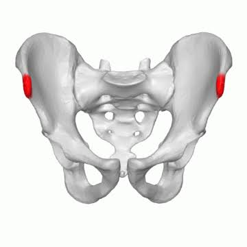 <p>ilium</p>
