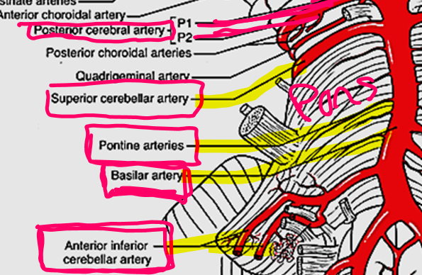 <p>Anterior inferior cerebellar (AICA) - caudal pons</p><p>Numerous unnamed pontine arteries</p><p>Superior cerebellar (SCA) - caudal midbrain, rostral pons</p>