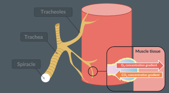<p>oxygen diffuses from air outside into the insects respiring muscle tissues, where the cells use up the oxygen quickly. therefore there is a lower concentration of oxygen inside the insects respiring muscle tissues than outside in the air, creating a concentration gradient in which oxygen can diffuse</p><p>oxygen enters through the spiracles, into the trachea and tracheoles, then dissolves into the tracheal fluid and diffuses into the muscle cell along its concentration gradient</p><p>aerobic respiration in muscle tissue produces carbon dioxide. therefore the concentration of carbon dioxide in the muscle tissue is greater than the concentration in the air, creating a concentration gradient in which CO<sub>2</sub> can diffuse</p><p>CO₂ produced in the muscle cells diffuses out of the cells into the tracheal fluid, then diffuses into the air in the tracheoles and diffuses out through the spiracles along its concentration gradient</p><p></p>