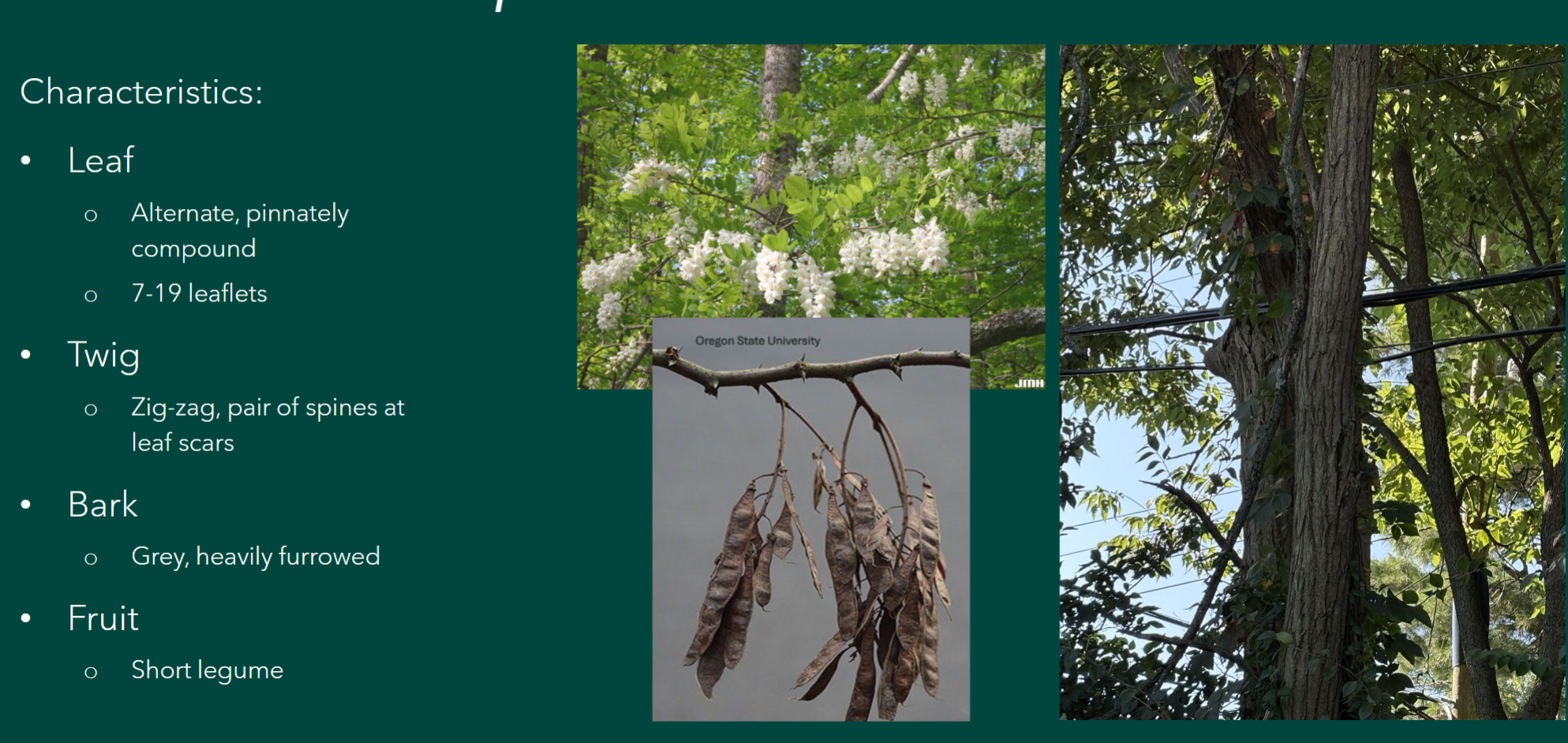 <p>Robinia pseudoacacia</p>