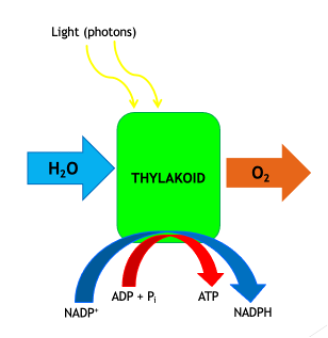 <p>Purpose: release ATP and hydrogen ions to be used in the next stage.</p><p class="MsoNormal">Where: membranes of the thylakoid (in the grana) where the chlorophyll and enzymes are located.</p><p class="MsoNormal">Involves: Sunlight energy is absorbed by the chlorophyll and used to produce ATP (from ADP Pi to ATP).</p><p class="MsoNormal">H<sub>2</sub>0 is split into O<sub>2</sub> and H<sup>+</sup>.</p><p class="MsoNormal">H<sup>+</sup> is gathered by NADP (carrier molecules) for later use.</p><p class="MsoNormal">O<sub>2</sub> is a waste product.</p><p class="MsoNormal">Inputs: light (photons),12 H2O (water), 12 ADP+Pi, 12 NADP+. </p><p class="MsoNormal">Outputs: 6 O2 (oxygen), 12 ATP, 12 NADPH</p>