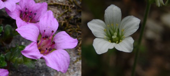 <p><span><strong>Saxifragaceae</strong></span></p>