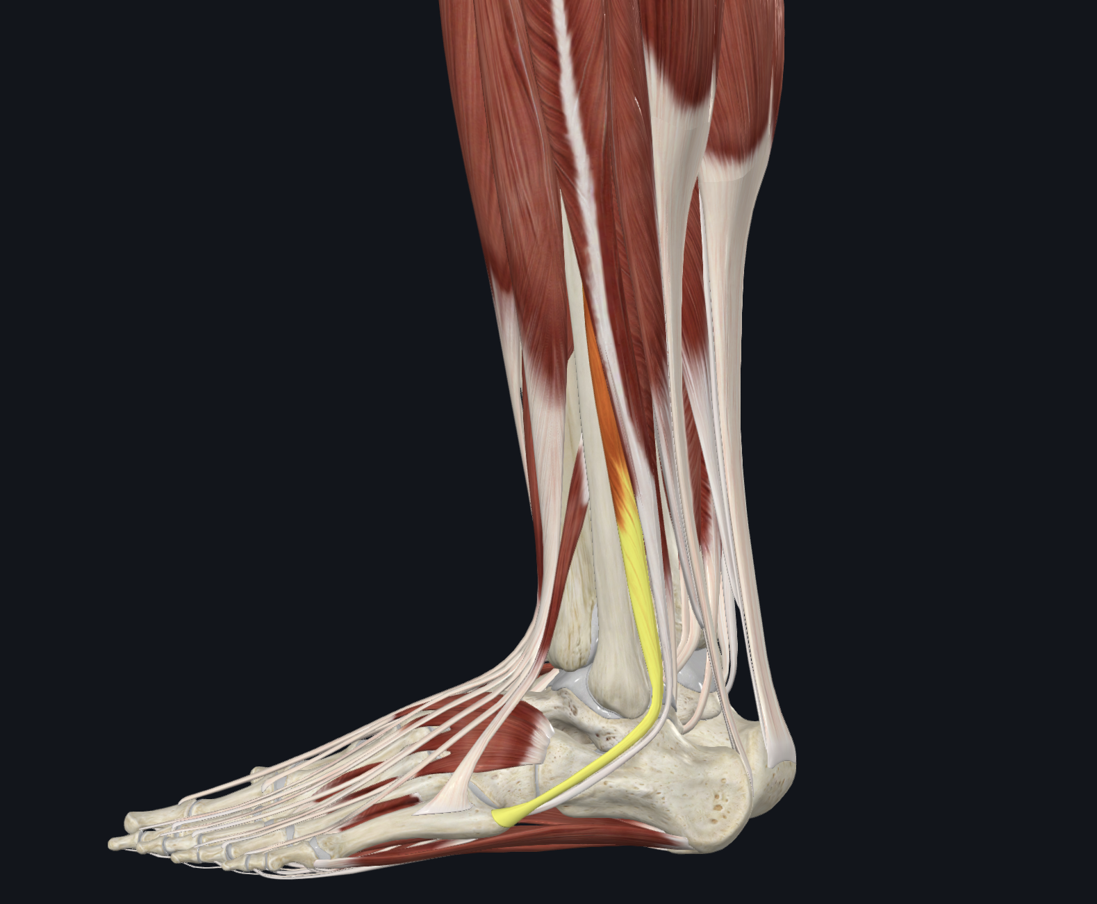 <p>sagittal View</p><p>Muscles</p>