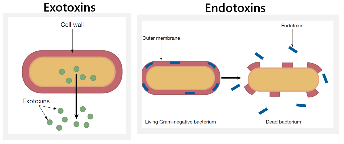 <ul><li><p>pathogenic bacteria - live outside the organism’s cells. </p><ul><li><p>most pathogenic bacteria produce toxins to damage/kill cells.</p><ul><li><p>exotoxins - secreted by living bacteria and spread through the body</p></li><li><p>endotoxins - part of the cell wall of gram-negative bacteria and are released when bacteria die</p></li></ul></li><li><p>some bacteria reproduce so rapidly that they crowd other cells</p></li><li><p>some bacteria kill cells outright.</p></li></ul></li></ul><p></p>