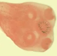 <p><span style="background-color: rgba(0, 0, 0, 0); line-height: 19.7625px;">What is the species in this photo? WHY?</span></p>