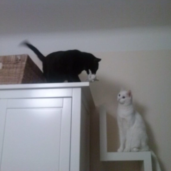 <p>Wo ist die schwarze Katze? Wo ist die weiße Katze?</p>