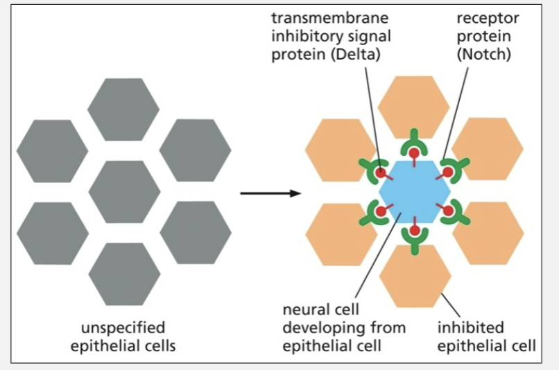 <ul><li><p>drosophila nerve cells signal to their neighbors not to become neurons</p><ul><li><p>delta (transmembrane inhibitory signal protein) signals to notch (receptor protein)</p></li></ul></li></ul><p></p>