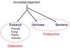 <p>Protists, Fungi, Plants, and Animals</p>