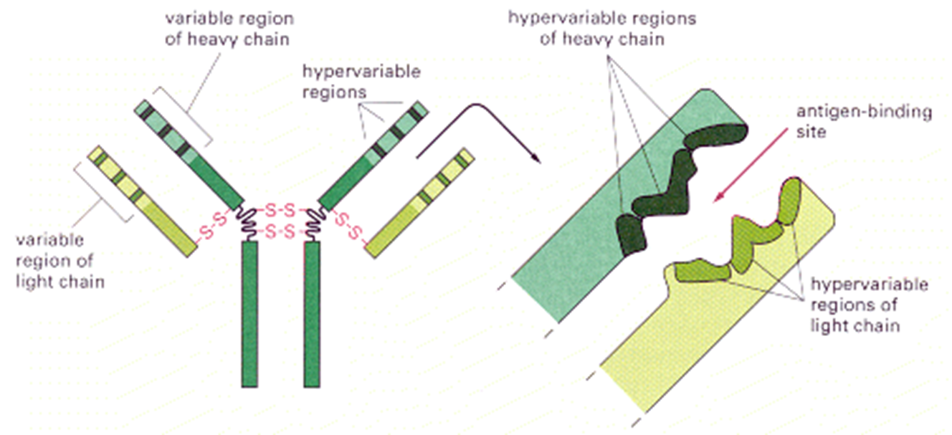 <p>Hypervariable regions determine which antigen an antibody specifically recognises</p><p></p>