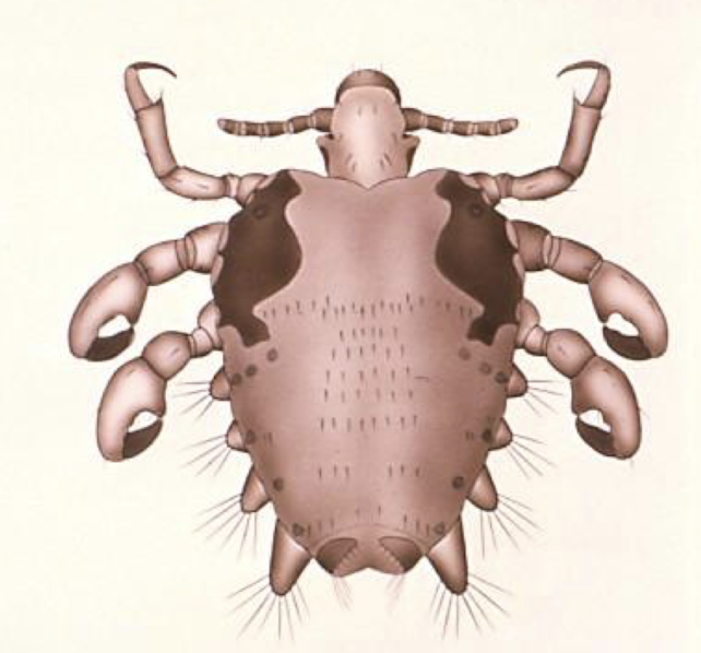 <p>what insect is this?</p>