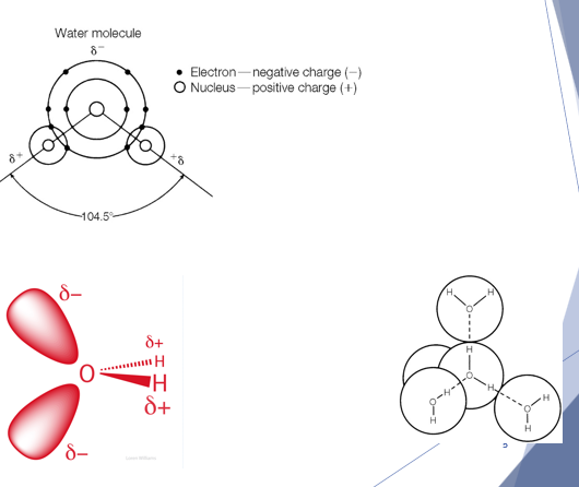 <ul><li><p>- Polar Covalent Bonds </p></li><li><p>- One water molecule can have 4 others water molecules connected to it via hydrogen bonding </p></li><li><p>- Hydrogen bonds are weak</p></li><li><p></p></li></ul><p></p>