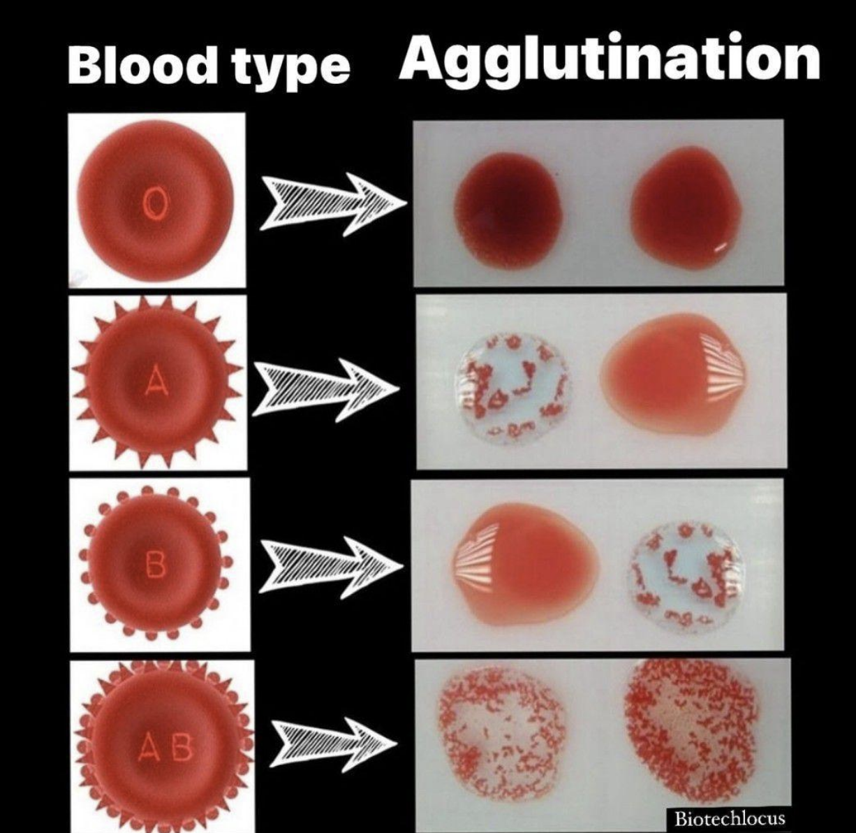 <p>What does agglutination (clumping) indicate?</p>
