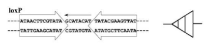 <p>LoxP site and Cre recombinase</p>