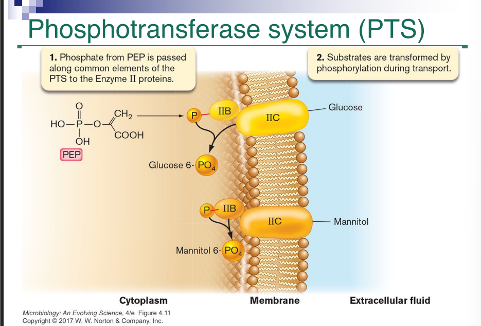 <p>PEP transfers through a series of proteins</p><p>mannitol has a different enzyme 2 complex they pass phosphate through enzyme 1 and HDR than to enzyme to becoming glucose 6 phosphate</p><p></p><p>Video:Phosphotransport system use PEP energty to transport glucose into cell PEP is intermediate of glycolosys with high energy phosphate group</p><p>transfered to enzyme 1 transfered to HPR histidine protien than transfered to ENZyme 2: A to 2B to glucose from 2C</p><p>glucose converted into glucose 6 phosphate included mannos and mannitol can be transported</p><p>enzyme 2 is substrate specific</p><p>mannitol and mannos use unique enzyme 2 to transport Rewatch take notes for better understanding </p><p>each has own 2c complex</p>