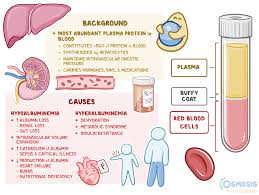 <p>What does albumin help maintain?</p>