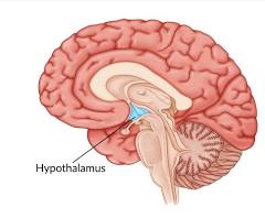 <p>body's main control center (homeostasis,body temp, hormone release)</p>