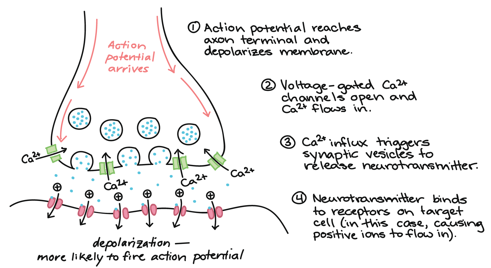 <p></p><ul><li><p><strong>Action potential</strong> arrives at the<strong> pre</strong>synaptic bulb / knob.</p></li><li><p><strong>causes Voltage–gated channels</strong> <strong>open</strong> and <strong>calcium</strong> <strong>ions</strong> <strong>enter</strong> the presynaptic bulb / knob.</p></li><li><p><strong>Vesicles containing neurotransmitter</strong> <strong>fuse</strong> with the presynaptic bulb / knob <strong>membrane</strong>, releasing neurotransmitter into the synapse via <strong>exocytosis</strong>.</p></li><li><p><strong>Neurotransmitter</strong> moves across the synapse and <strong>fuses</strong> with <strong>receptors</strong> on the <strong>post    synaptic membrane</strong>.</p></li><li><p><strong>channels open</strong>, leading to <strong>depolarisation</strong> and generation of a <strong>new action potential</strong> in the postsynaptic neurone.</p></li><li><p>If depolarisation <strong>exceeds</strong> the <strong>threshold</strong> again at the postsynaptic membrane, then an <strong>action potential</strong> will be produced and propagated. again</p></li></ul><p></p>