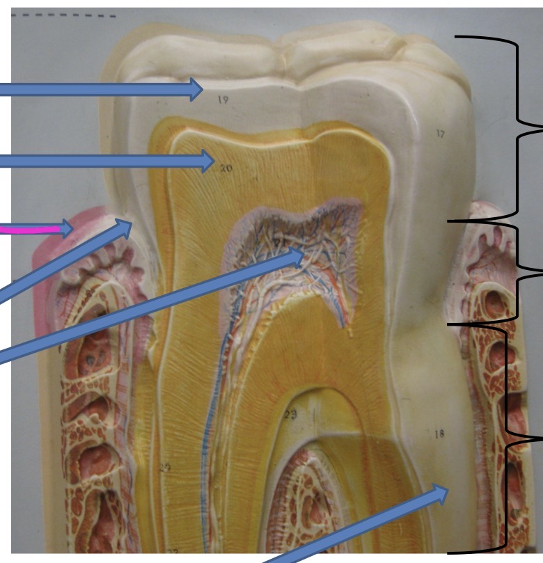 knowt flashcard image