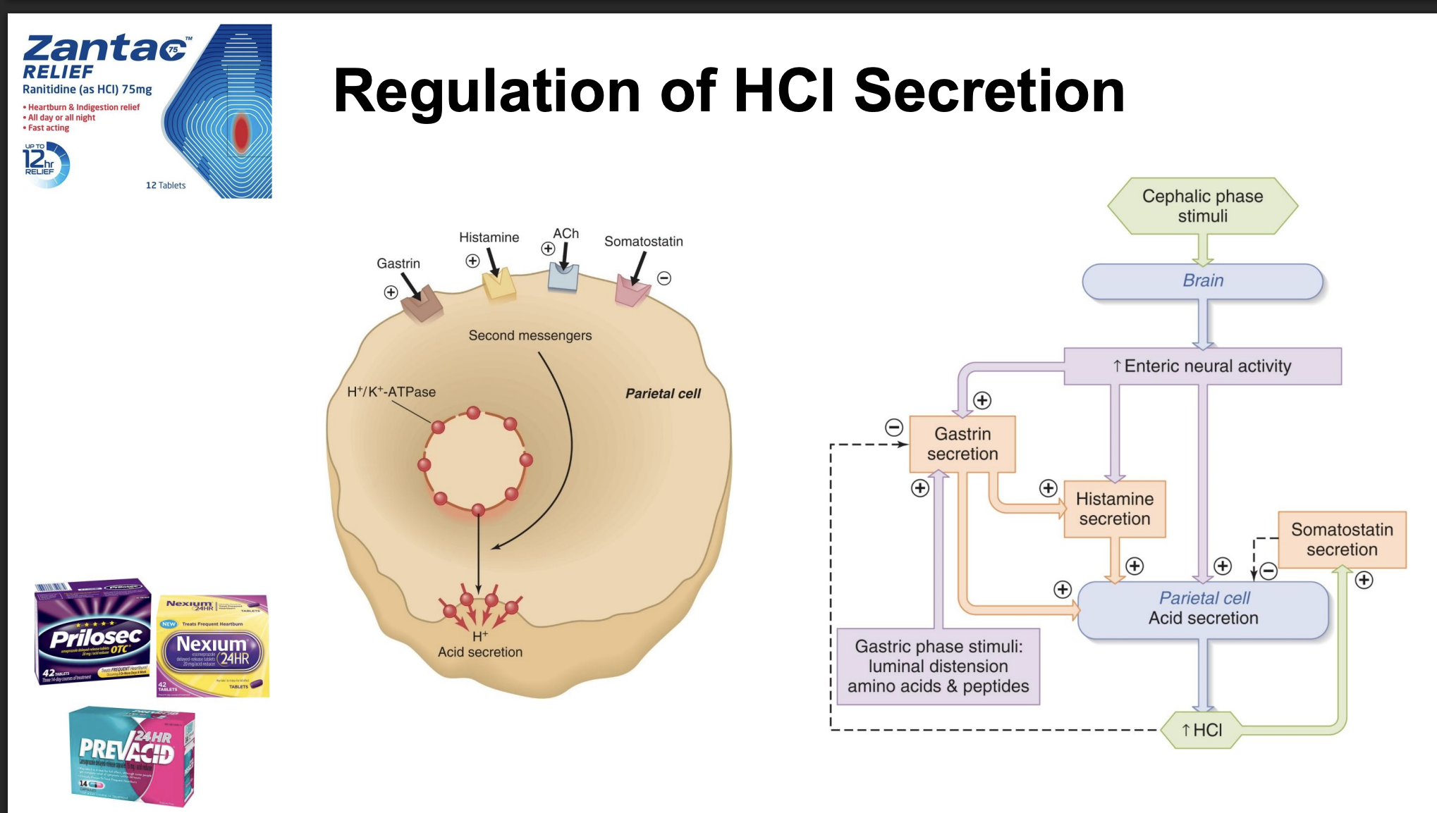 <p>-brain or local reflexes</p><p>-stimulus=think about food; increase acid production rate when eating a meal</p><p>-gastrin, histamine, ACh: increase acid secretion (common drug to block histamine, not as powerful at decreasing acid secretion as proton pump blocker)</p><p>-block H+ acid secretion if proton pump inhibitor</p><p>-gastric phase stimuli: food in stomach, local reflex increases H+ secretion and gastrin</p>