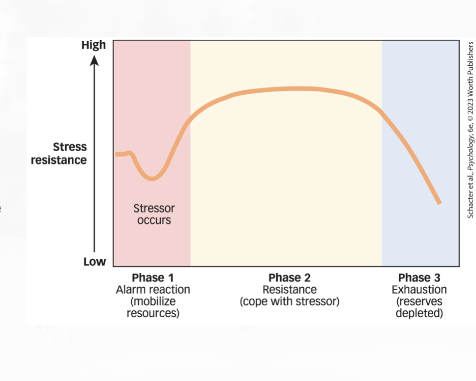 <ul><li><p>resistance to stress builds over time but can last only so long before exhausation kicks in </p></li></ul><p></p>