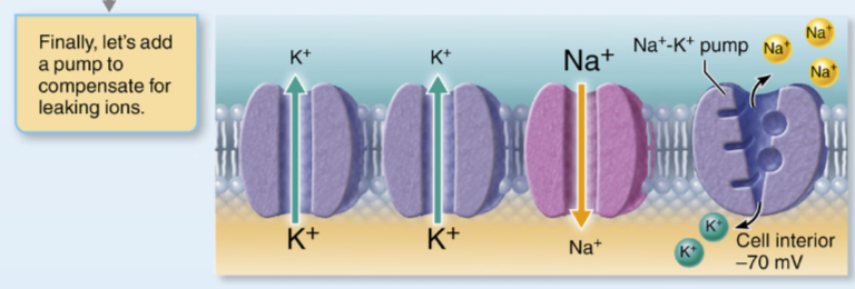 <ul><li><p>It will maintain the concentration gradient and maintain the resting membrane potential</p></li><li><p>It transports any extra K+ in and Na+ out that leak through the channels </p><ul><li><p>prevents the membrane from having equal concentration of both ions</p></li></ul></li></ul><p></p>