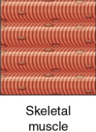 <p><strong>Function</strong>: Movement of body; Attached to bones in skeleton</p><p><strong>Cell structure</strong></p><p>o Shape: Elongated &amp; cylindrical</p><p>o Nuclei #: Multi-nucleated (hundreds/cell)/ Actual # directly proportional to length</p><p>o Striations?: Yes/ Aligned</p><p><strong>Contractions</strong></p><p>o Type: Voluntary</p><p>o Speed: Fast &amp; slow</p><p>o Direction: Unidirectional</p><p>o Coordination: High</p>