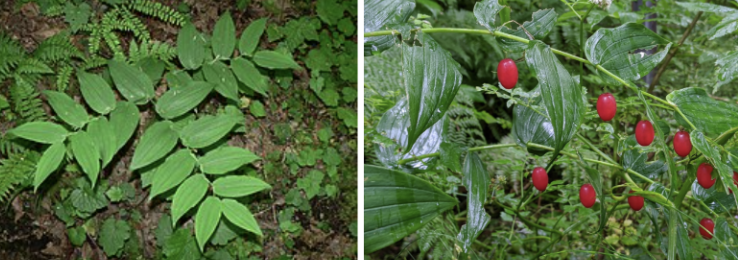<ul><li><p>Zigzag arching stems</p></li><li><p>Oval leaves clasp stem</p></li><li><p>Small hanging greenish flowers in spring</p></li><li><p>Red speckled berries in summer</p></li><li><p>Moist shady forests & streamsides</p></li></ul><p></p>