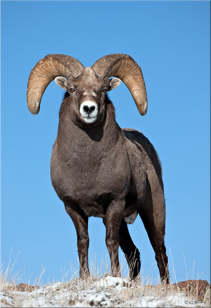 <p>Common Name: Bighorn sheep</p><p>*Must know skull</p>