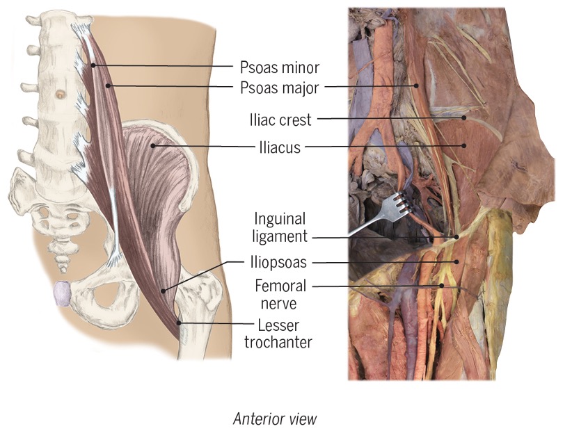 <ul><li><p><span>Iliopsoas&nbsp;Muscles&nbsp;</span></p></li></ul><p><span>Psoas major</span></p><p><span>Iliacus&nbsp;</span></p><p></p><ul><li><p><span>Flex the trunk</span></p></li><li><p><span>Tilt pelvis anteriorly&nbsp;</span></p></li></ul><p></p>