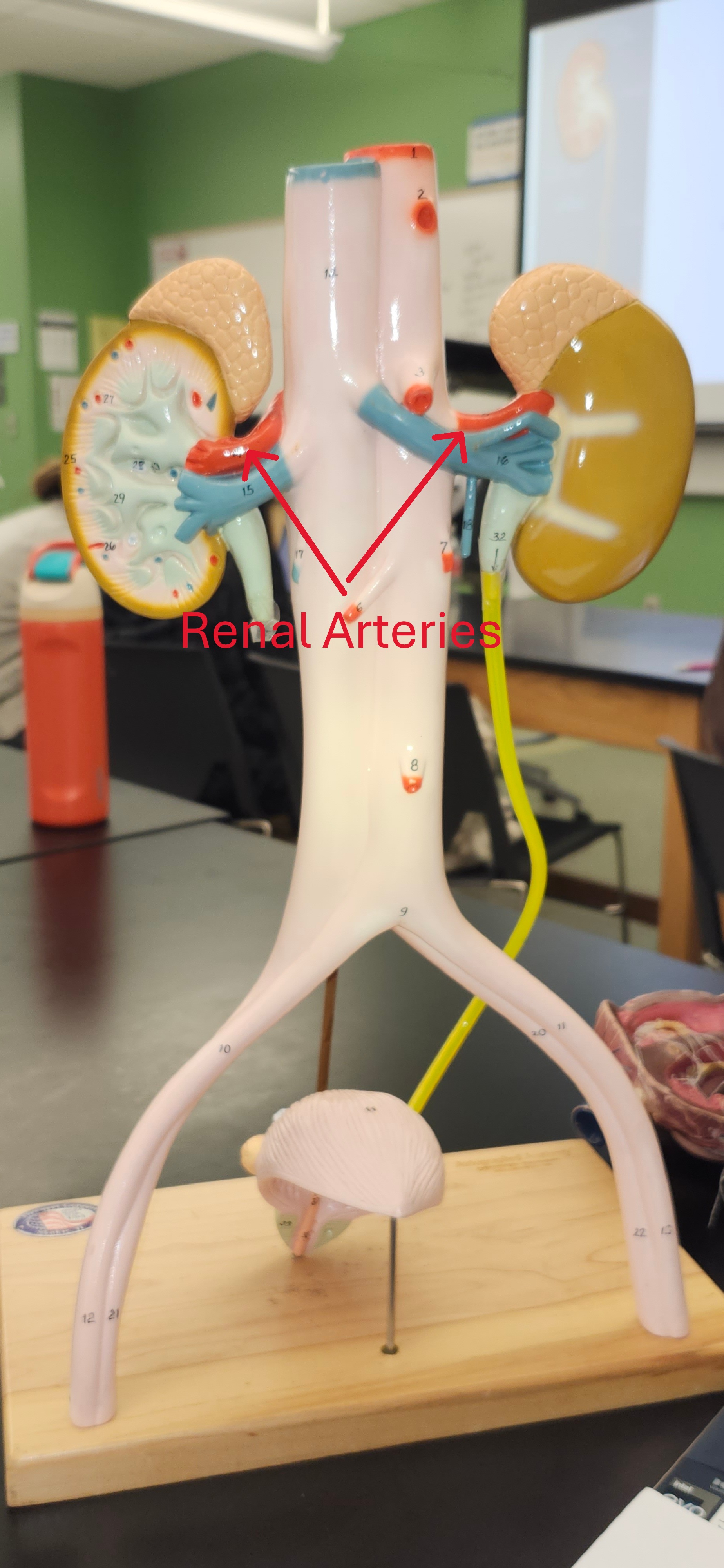 <p>renal arteries</p>