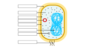 <p>Fill in the prokaryotic cell</p>