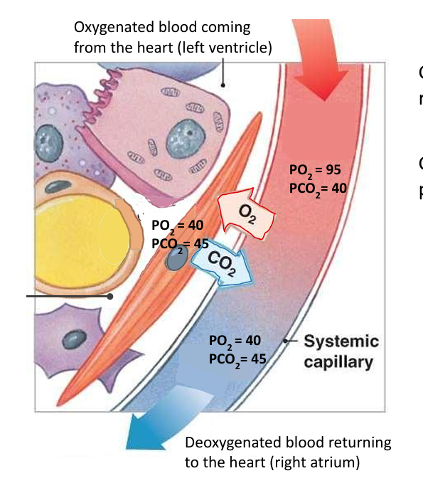 gas exchange between systemic capillaries and tissues, driven by partial pressure gradients, supports cellular metabolism