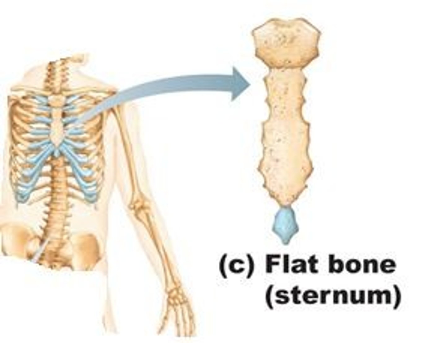 <p>Thin, flat and usually curved, two thin layers of compact bones surrounds a layer of spongy bones, most bones of the skull, ribs and sternum</p>